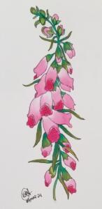 Foxglove