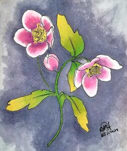 Hellebore