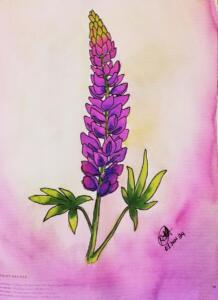 Lupine